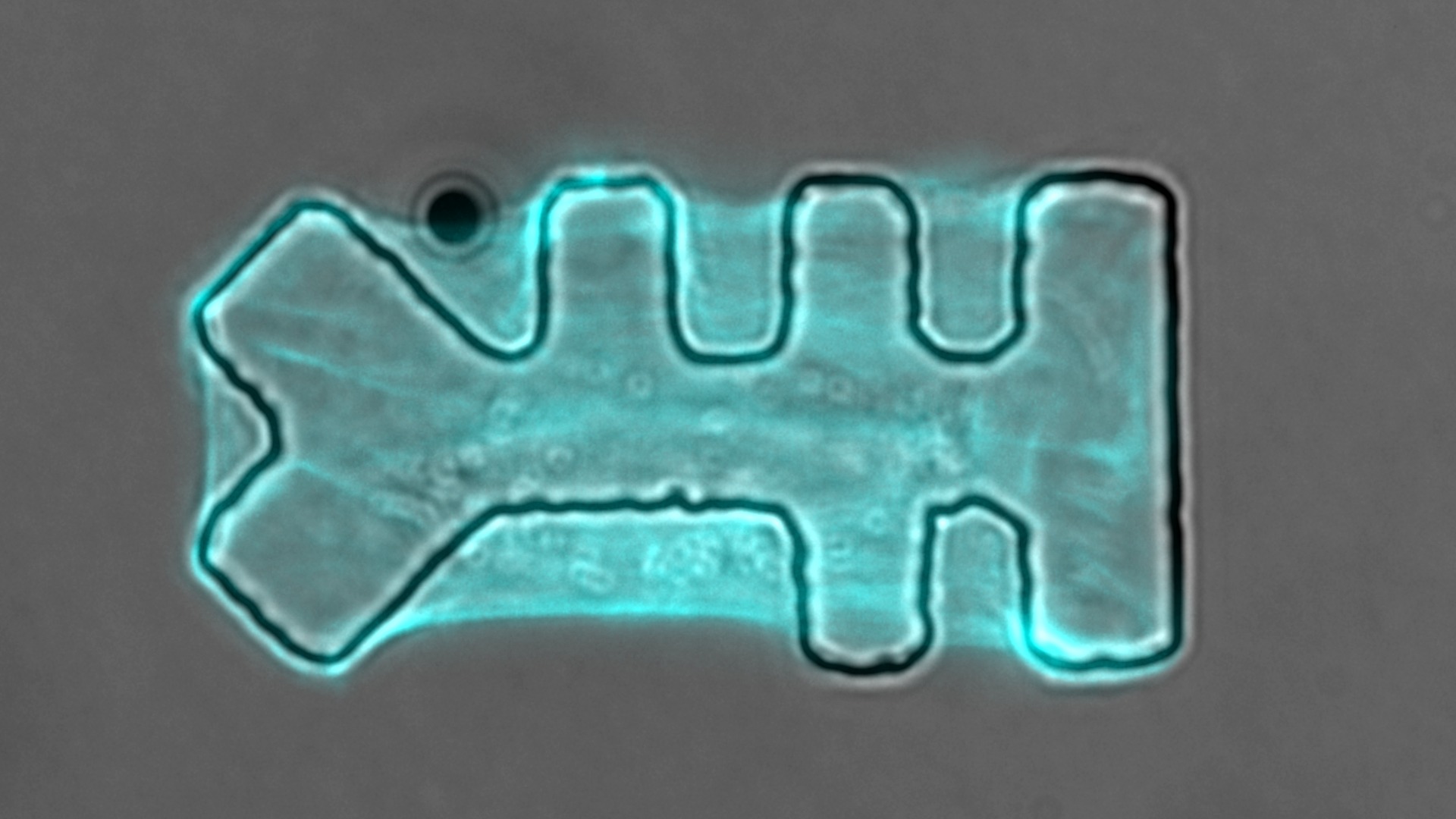 Mesure mécanique sur cellule sur micropatron 3D