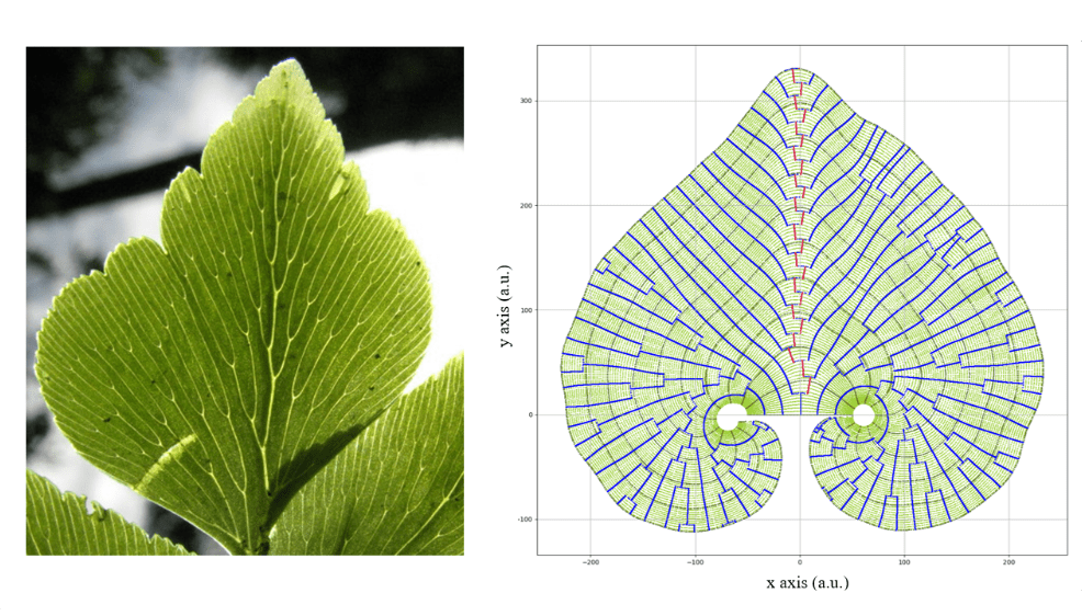 PhD defense. 20/06/2024, 14:00. Camille Le Scao: “A propagation front model for leaf growth”.