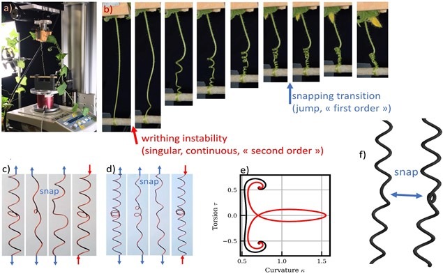 INTERNSHIP PROPOSAL : Bionics of filamentous structures