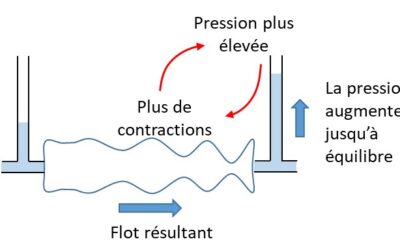 Découverte d’un nouveau mécanisme physiologique d’écoulement dans les tubes péristaltiques