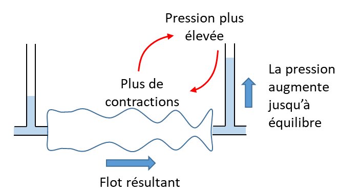 Découverte d’un nouveau mécanisme physiologique d’écoulement dans les tubes péristaltiques