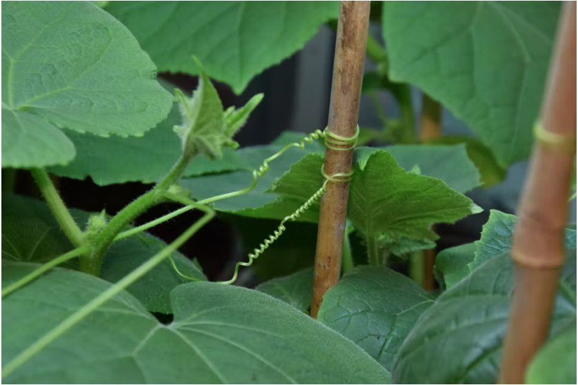 “Elles explorent sans cesse leur environnement, en quête d’un tuteur”
