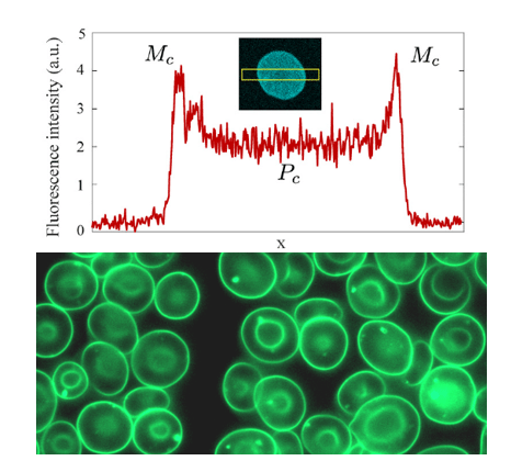 Stage M2 2027: How deformable is a red blood cell? Molecular rotors to probe cell mechanics in health and disease